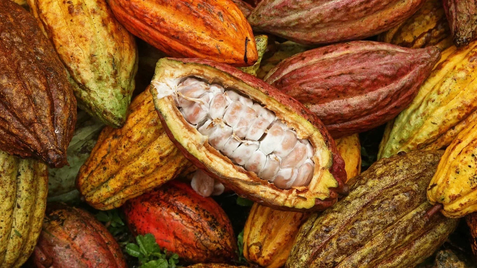 waar chocolade cacao vandaan